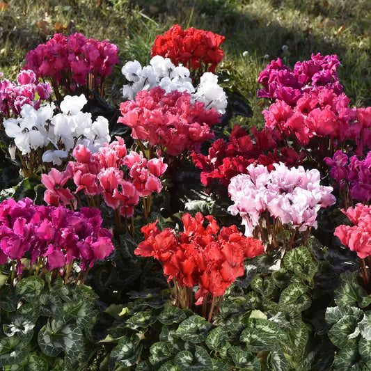 Cyclamen Crispino Mix Bedding Plants