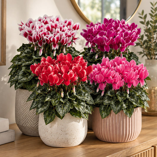 Cyclamen Fantasia Mix Bedding Plants