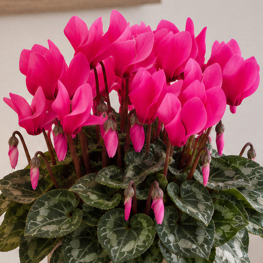 Cyclamen 'Fuchsia' Bedding Plants