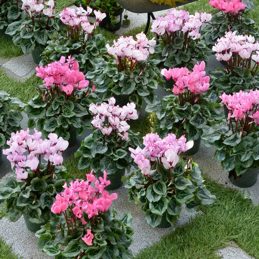 Cyclamen Victoria Mix Bedding Plants