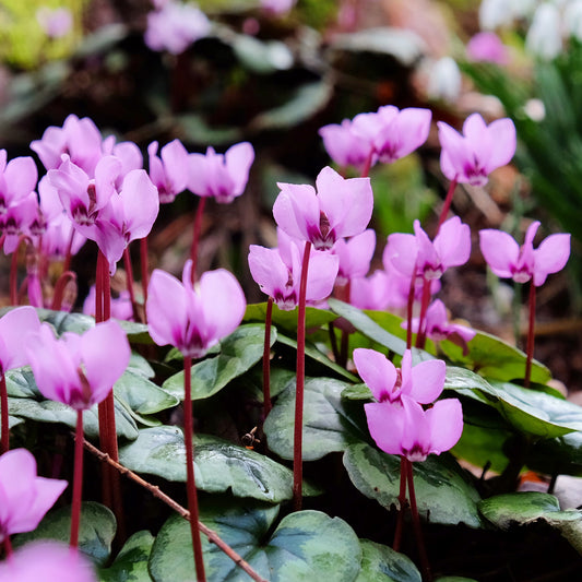 Cyclamen coum