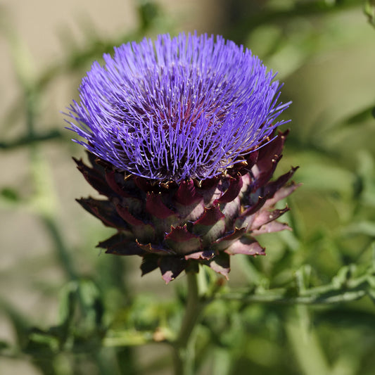 Cynara 'Cardy'