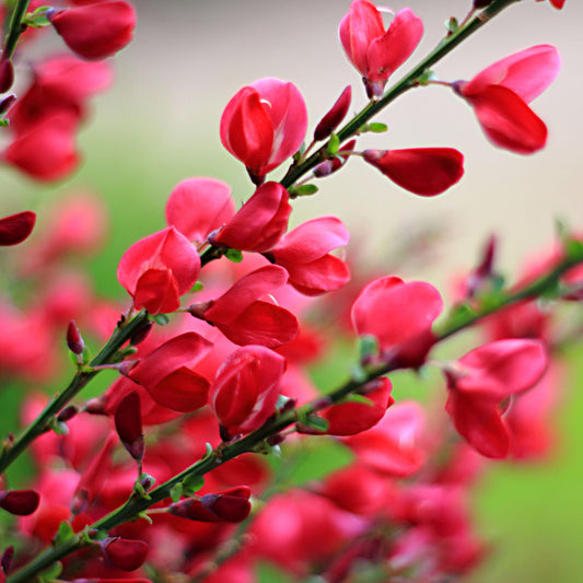 Cytisus 'Boskoop Ruby'