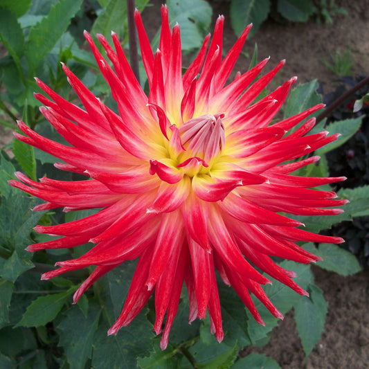 Dahlia 'Bora Bora'