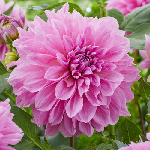 pink house plants uk Primrose Pink Bedding Plants
