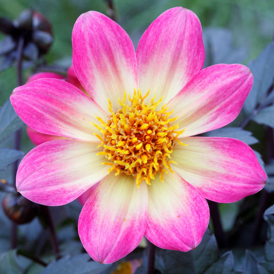 Dahlia Happy Days Halo Bedding Plants