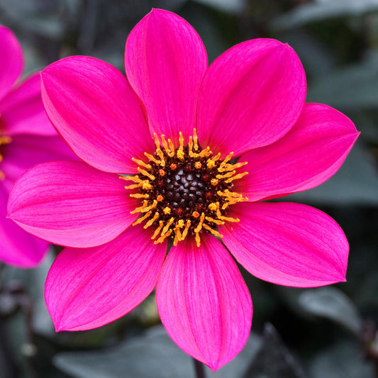 Dahlia Happy Days Purple Bedding Plants