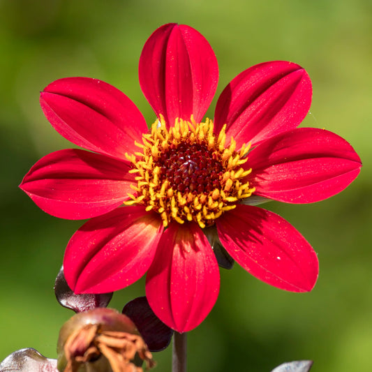 Dahlia Happy Days Scarlet Red Bedding Plants