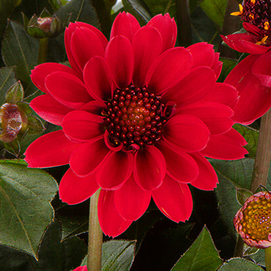 Dahlia Piccolo Coral Bedding Plants
