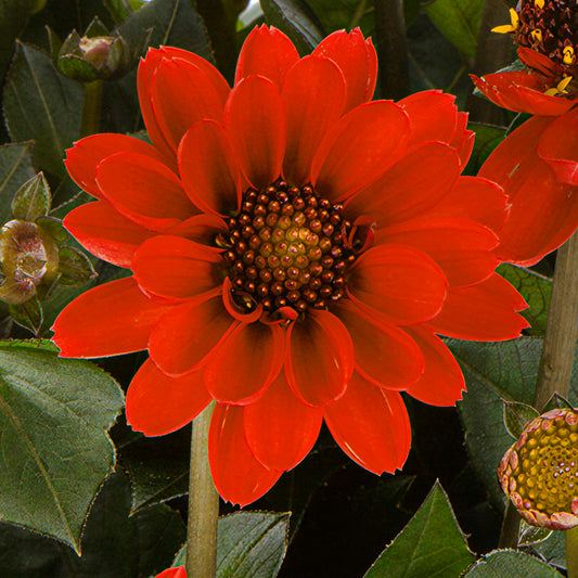 Dahlia Piccolo Orange Bedding Plants