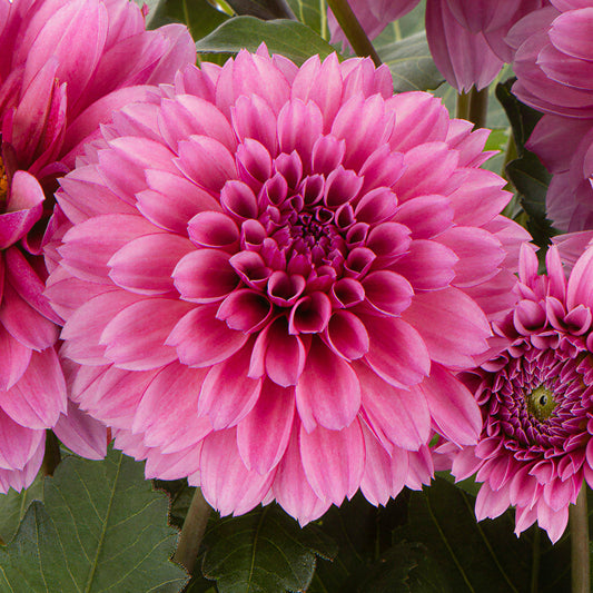 Dahlia Piccolo Rose Bedding Plants