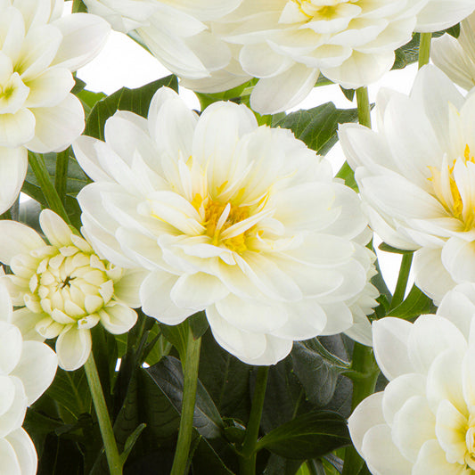 Dahlia Piccolo White Bedding Plants
