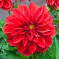 Dahlietta Anna Bedding Plants