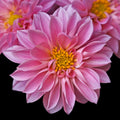 Dahlietta Emmy Bedding Plants