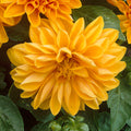 Dahlietta Jenny Armitage Bedding Plants