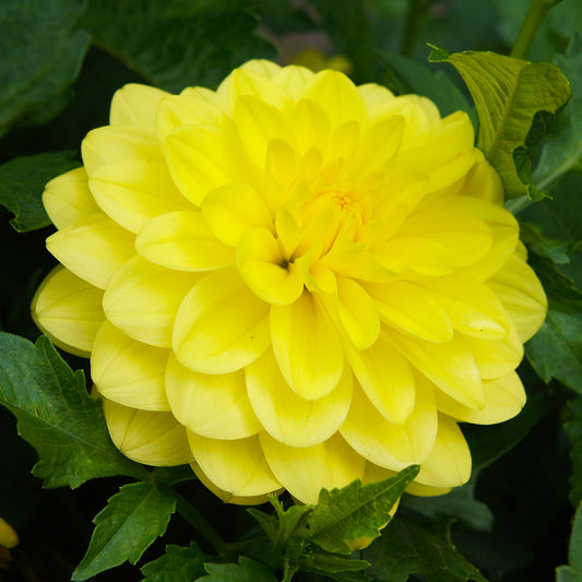 Dahlietta Julia Bedding Plants