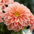 Dahlietta Lily Bedding Plants