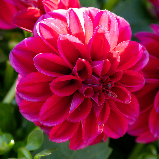 Dahlietta Patty Bedding Plants