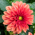 Dahlietta Rachael Bedding Plants