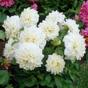Dahlietta Whitney Bedding Plants