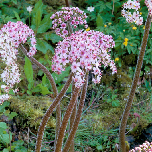 Darmera peltata