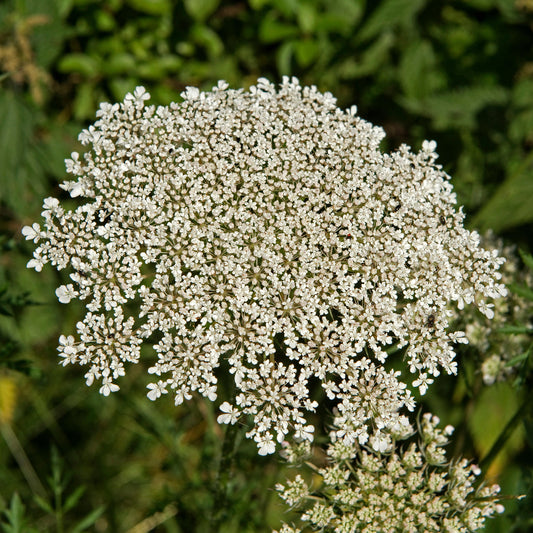 Daucus carota