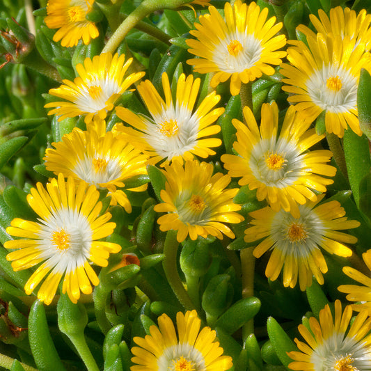 Delosperma 'Jewel of Desert Peridott'