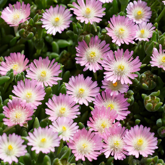 Delosperma 'Jewel of Desert Rosequarts'