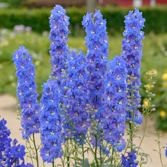 Delphinium 'Atlantis'