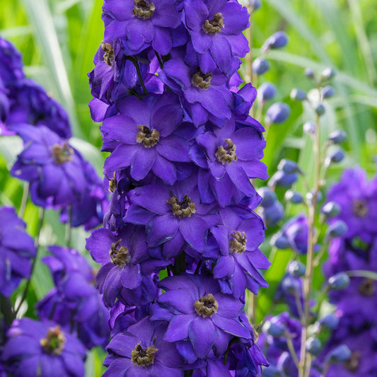 Delphinium 'Black Knight'