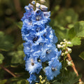 Delphinium 'Blue Bird'