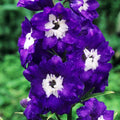Delphinium 'King Arthur'