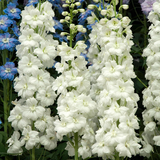 Delphinium 'Moonbeam'
