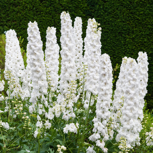 Delphinium 'Pure White'