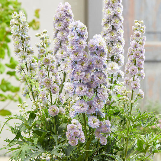 Delphinium 'Rainbow Sensation'