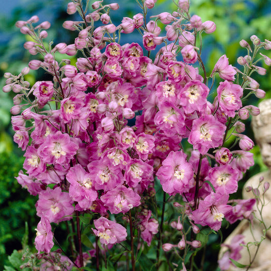 Delphinium 'Strawberry Fair'