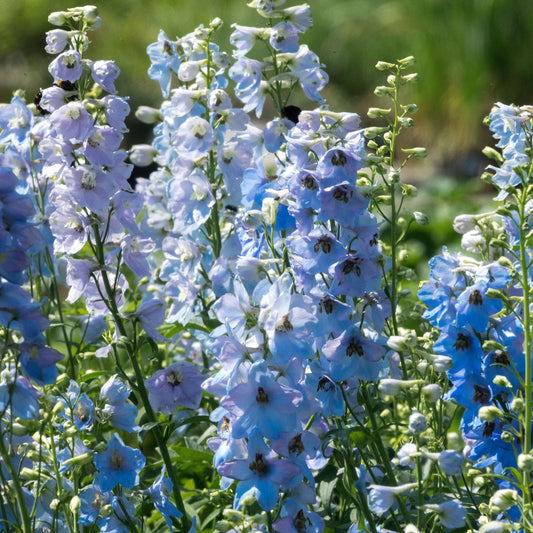 Delphinium 'Summer Skies'