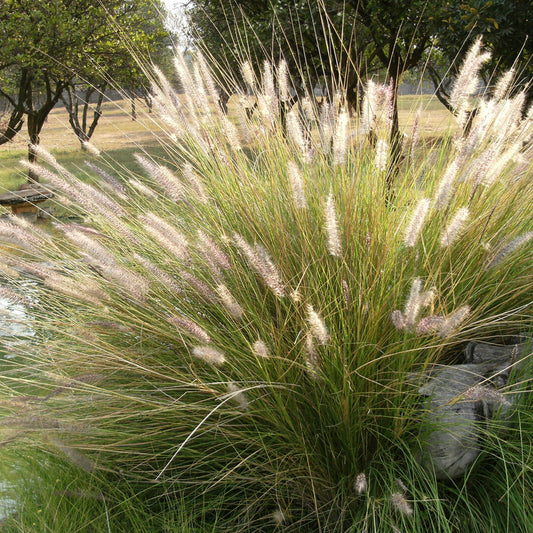 Deschampsia 'Goldtau'
