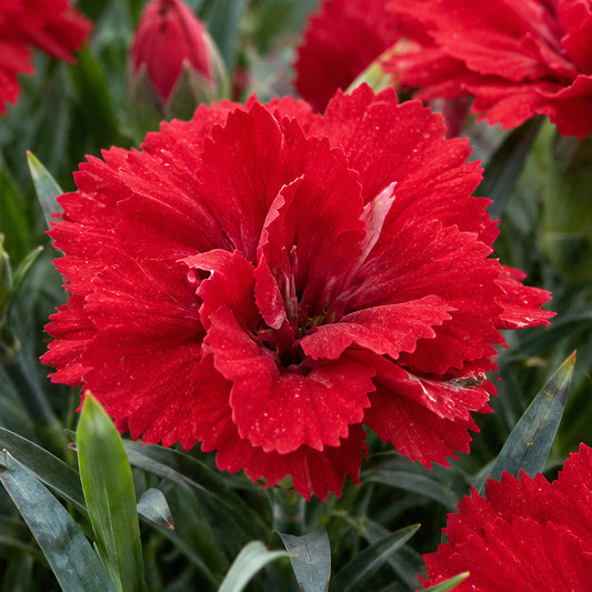 Dianthus 'Oscar Cherry' Basket Plants