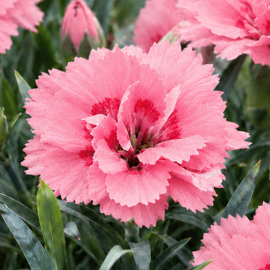 Dianthus 'Oscar Pink' Basket Plants