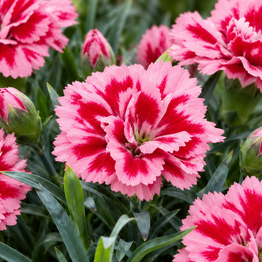 Dianthus 'Oscar Purple Star' Basket Plants