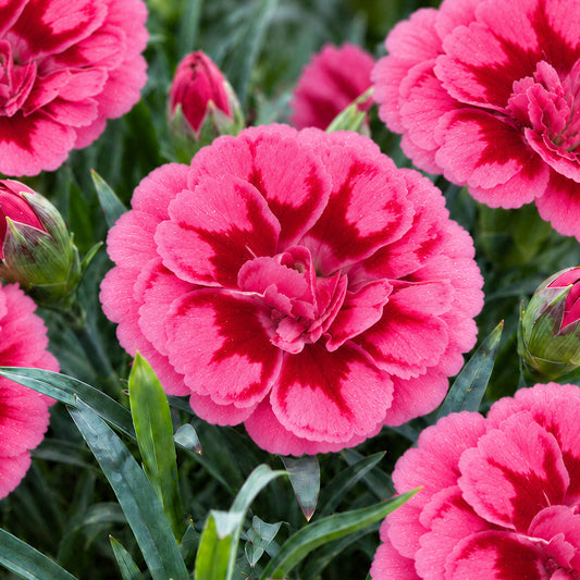 Dianthus 'Oscar Purple Wings' Basket Plants
