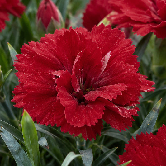 Dianthus 'Oscar Red' Basket Plants