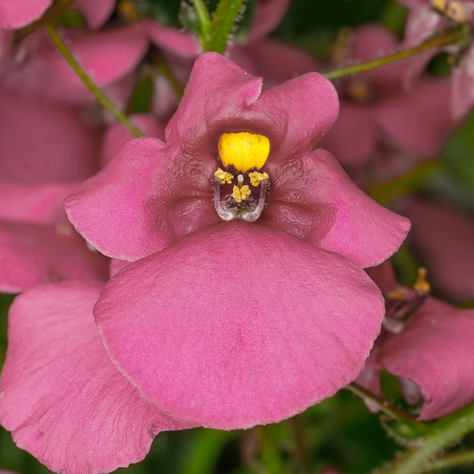 Diascia 'Antique Rose' Carry Pack