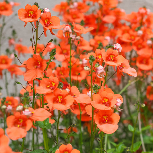 Diascia Dark Orange Basket Plants