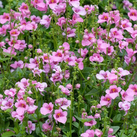 Diascia Light Pink Basket Plants