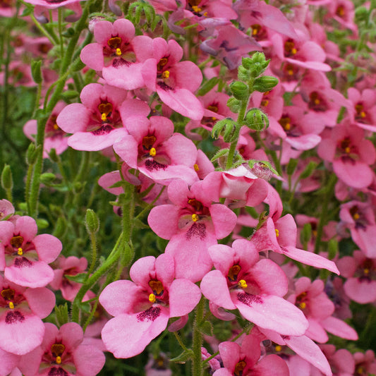 Diascia Pink Basket Plants