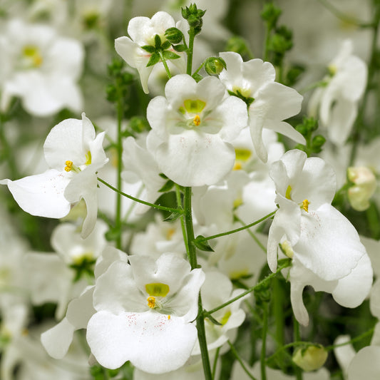 Diascia White Blush Basket Plants