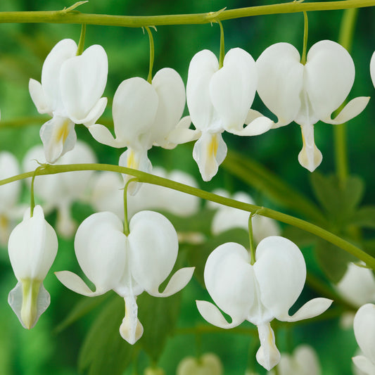 Dicentra alba