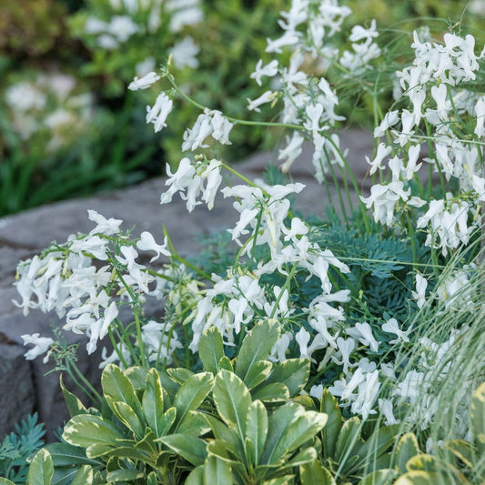Dicentra 'Amore Titanium'